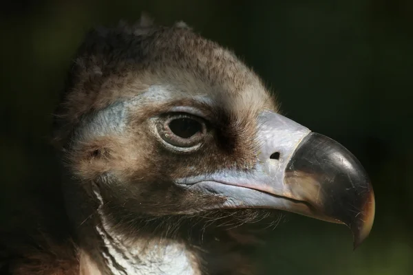 Buitre cinéreo (Aegypius Monachus ) — Foto de Stock