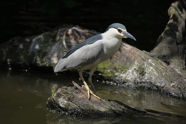 Hint gölet balıkçıl (ardeola grayii) — Stok fotoğraf