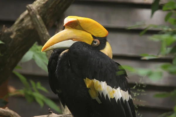 위대한 hornbill (buceros bicornis) — 스톡 사진