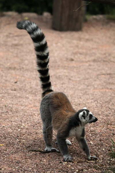 Gyűrűfarkú maki (Lemur catta)) — Stock Fotó