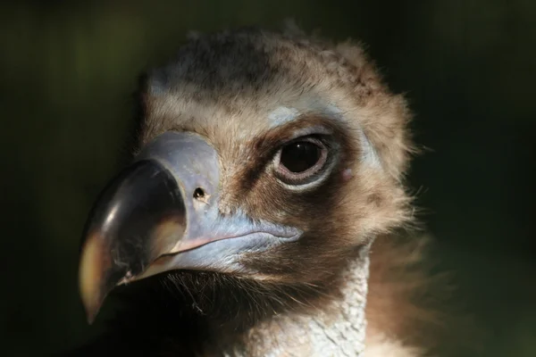 Buitre cinéreo (Aegypius Monachus ) — Foto de Stock