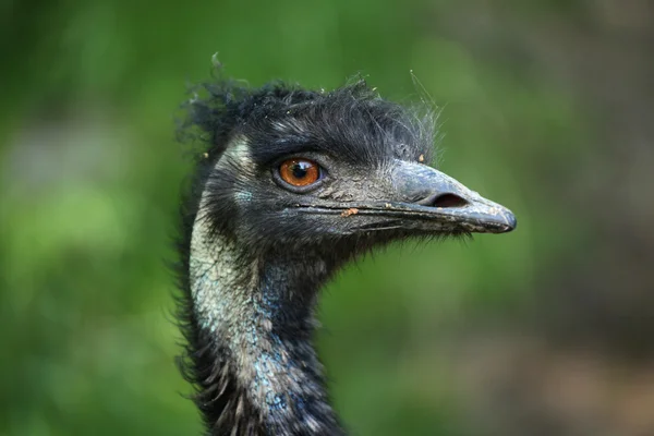 Emu (emu novaehollandiae) — Fotografia de Stock