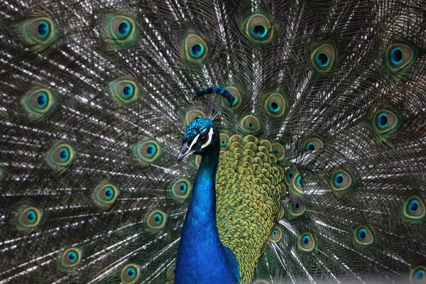 Indian Peafowl) — стокове фото