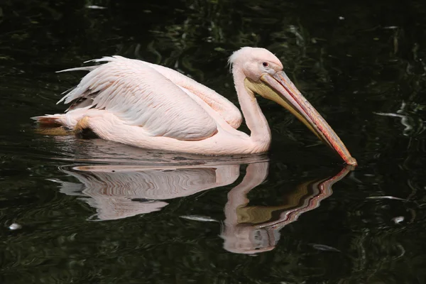 グレートホワイトペリカン(Pelecanus onocrotalus)) — ストック写真