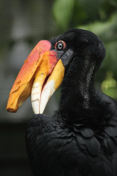 코뿔소 hornbill (buceros 코뿔소). — 스톡 사진