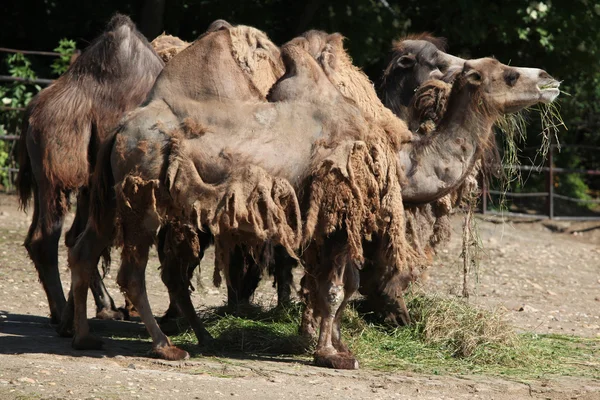 Dwugarbne wielbłądy (camelus bactrianus). — Zdjęcie stockowe