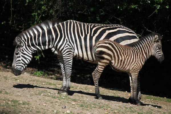 Зебра Гранта ( Equus quagh Boehmi ) — стокове фото