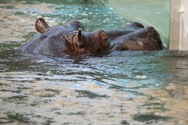 Hroch obojživelný (hippopotamus amphibius) — Stock fotografie