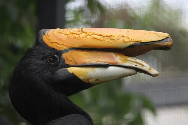 Rhinoceros hornbill (Buceros rhinoceros). — Stock Photo, Image