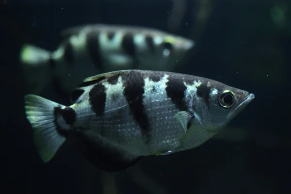 줄무늬 archerfishes (toxotes jaculatrix) — 스톡 사진