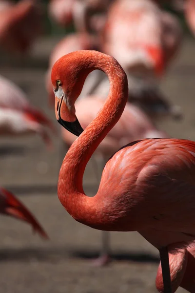 Karibská flamingo (phoenicopterus ruber) — Stock fotografie