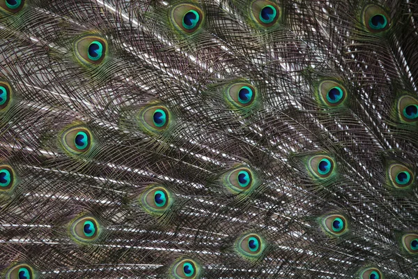 Indiánský peafowl (Pavo cristatus) — Stock fotografie