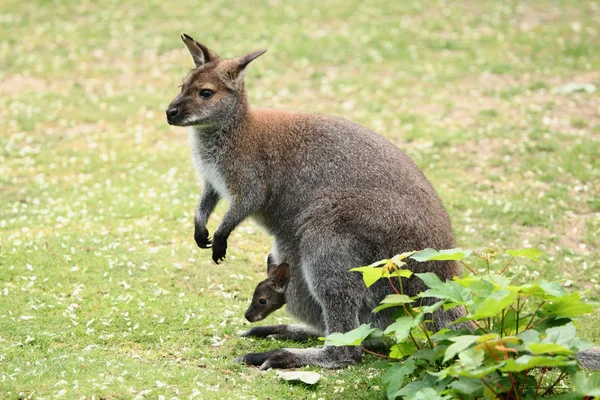 Träsk Wallaby (Wallabia tvåfärgad) — Stockfoto