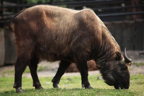 Takin (budorcas taxicolor) — Stok fotoğraf