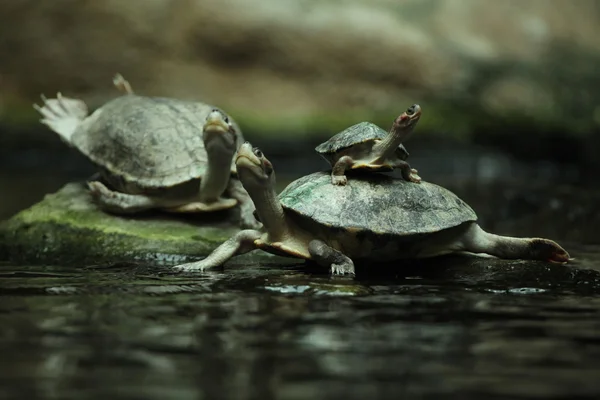 Wasserschildkröten (batagur affinis)) — Stockfoto