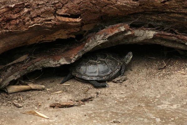 Europæisk havskildpadde (Emys orbicularis) - Stock-foto