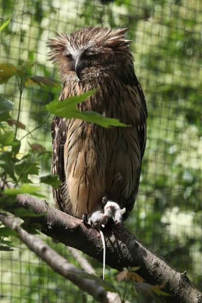 Buffy fish owl (Bubo ketupu) — Stock Photo, Image