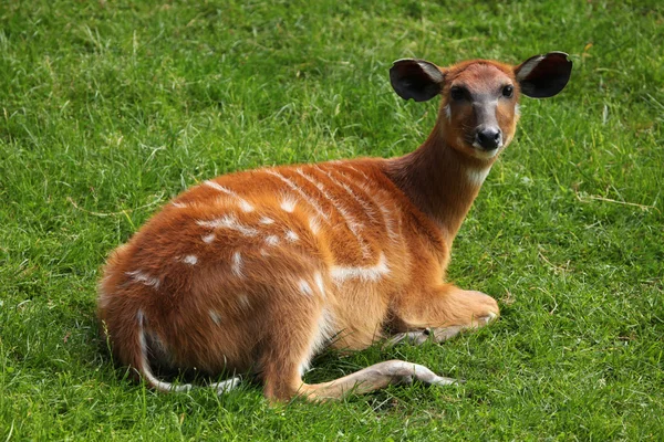 Bos Sitatoenga (tragelaphus spekii gratus) — Stockfoto