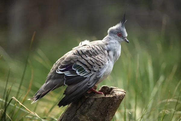 Hřebenatý holub (Ocyphaps lophotes) — Stock fotografie