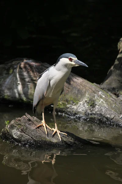 Indiase vijver reiger (ardeola grayii) — Stockfoto