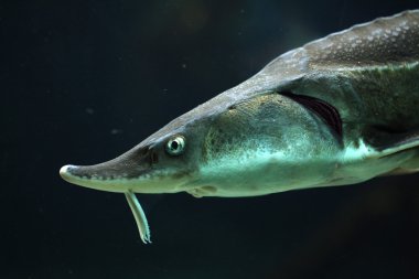 SterIeti (acipenser ruthenus).