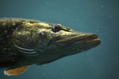 Kuzey pike (esox lucius).