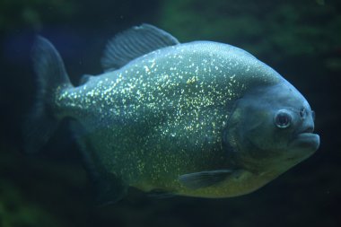Piranha (pygocentrus piraya)