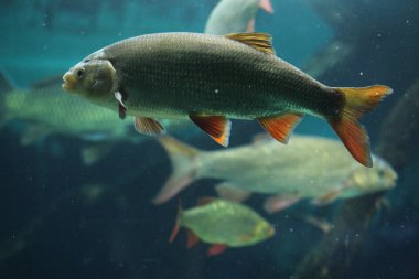 ortak rudd (scardinius erythropthalmus).