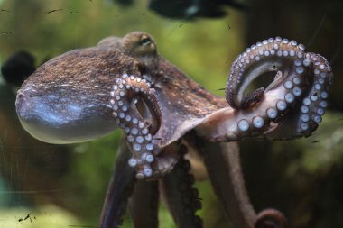 ortak ahtapot (octopus vulgaris).