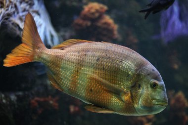 tropikal balık çıkardı.