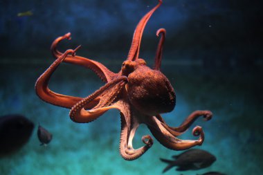 Common octopus (Octopus vulgaris). clipart