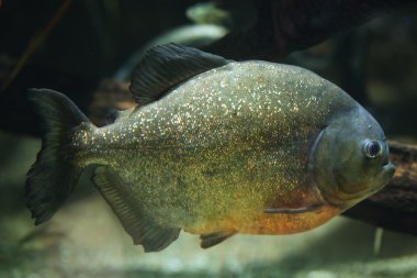 kırmızı karınlı piranha (pygocentrus nattereri)