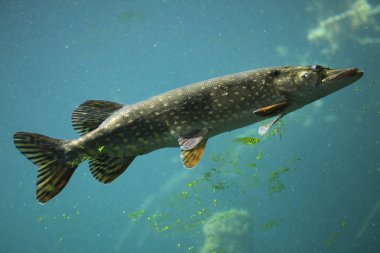 Kuzey pike (esox lucius).