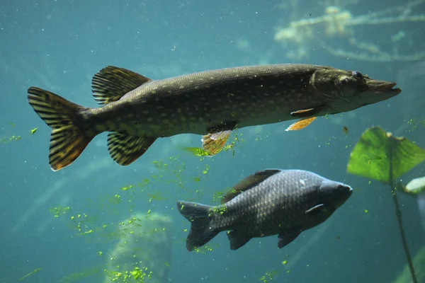 Northern pike and common carp — Stock Photo, Image