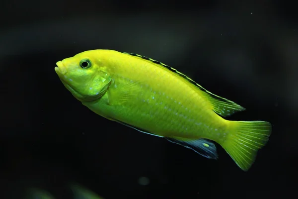 Kanarienbuntbarsch (labidochromis caeruleus)) — Stockfoto