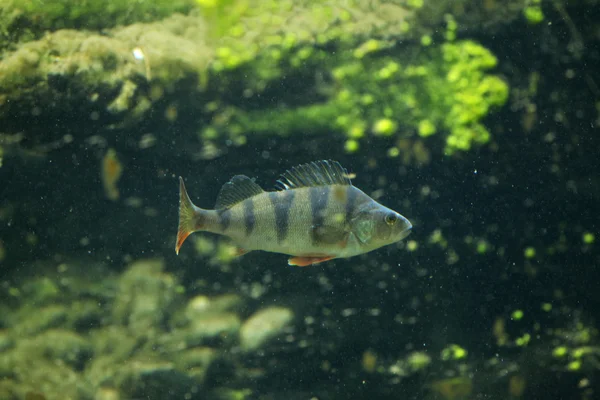 Evropská okoun říční (perca fluviatilis). — Stock fotografie