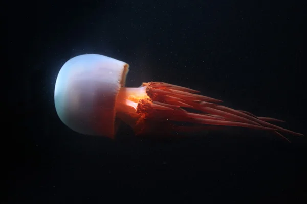 Meduse di fuoco (Rhopilema esculentum ) — Foto Stock