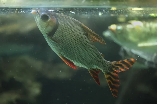 Night characid (Semaprochilodus theraponura). — Stock Photo, Image