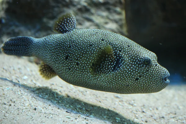 Stripped puffer (Arothron meleagris) — Stock Photo, Image