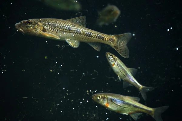 Gudgeon  and spirlins fishes — Stock Photo, Image