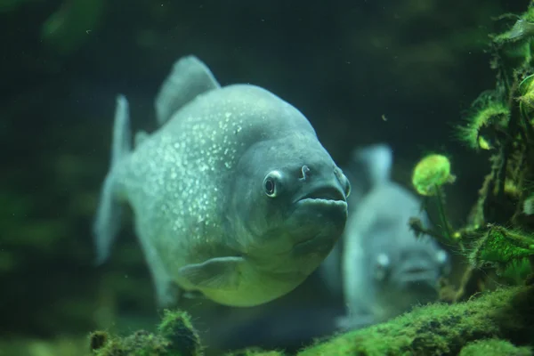 Pirañas (Pygocentrus piraya ) — Foto de Stock