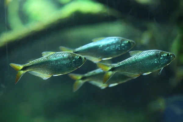 Μεξικού tetra (Αστυάναξ mexicanus) — Φωτογραφία Αρχείου