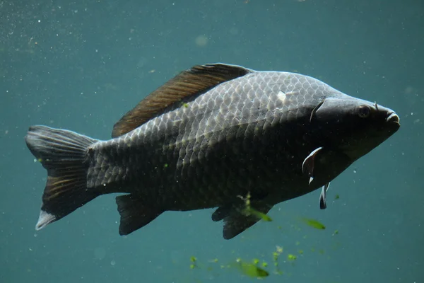 Carpa selvatica comune (Ciprinus carpio ) — Foto Stock