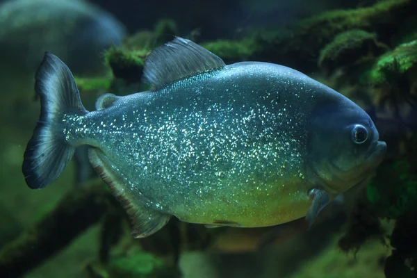 Piranha (pygocentrus piraya) — Stockfoto