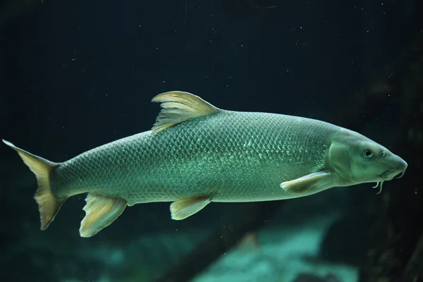 Barbel europeu (Barbus barbus ). — Fotografia de Stock