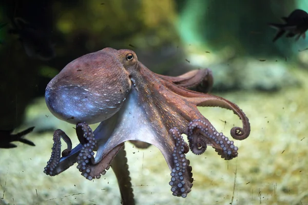 Обыкновенный осьминог (Octopus vulgaris ). Стоковое Изображение