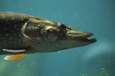 Kuzey pike (esox lucius).