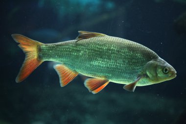 ortak rudd (scardinius erythropthalmus).