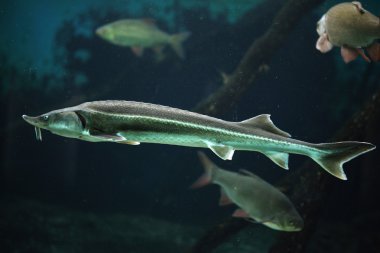 SterIeti (acipenser ruthenus).