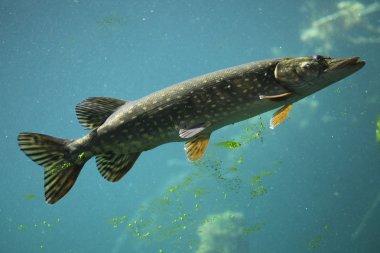 Kuzey pike (esox lucius).